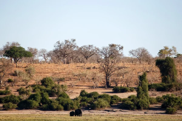 Národní park Chobe — Stock fotografie