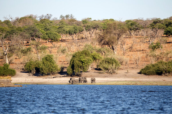 Elephants at Chobe River