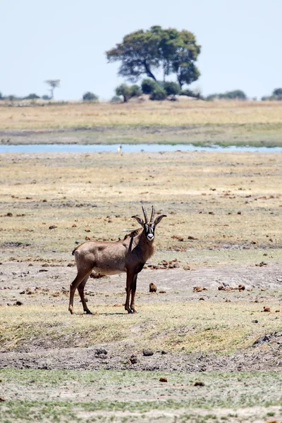 Parque Nacional Chobe — Foto de Stock