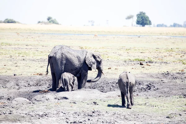 Olifanten in chobe national park — Stockfoto