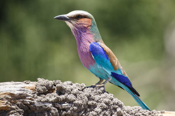 Грудь и птица