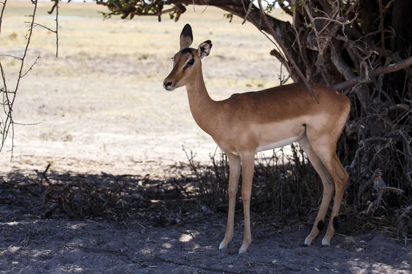 Impala chobe Nemzeti Park — Stock Fotó