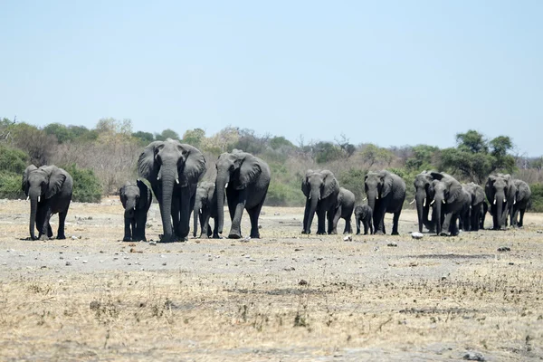 Sloni v národním parku chobe — Stock fotografie