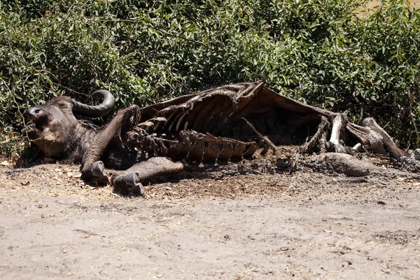 Bivol mort în Chobe Park — Fotografie, imagine de stoc