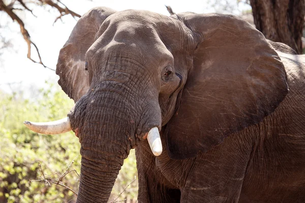 Boze mannelijke olifant — Stockfoto