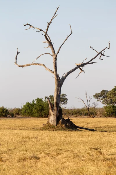 Chobe nationalpark — Stockfoto