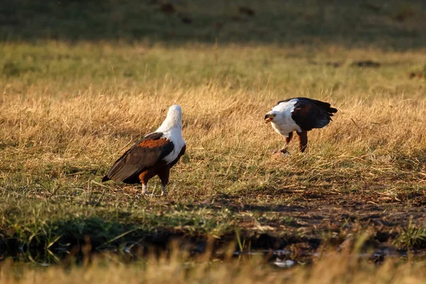 African Fish Eagle — Stock Photo, Image