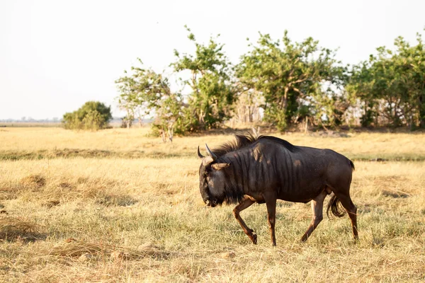 Adult Wildebeest in Chobe Park — Stock Photo, Image