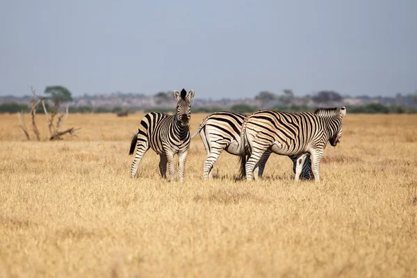 Plains Zebras — Stock Photo, Image