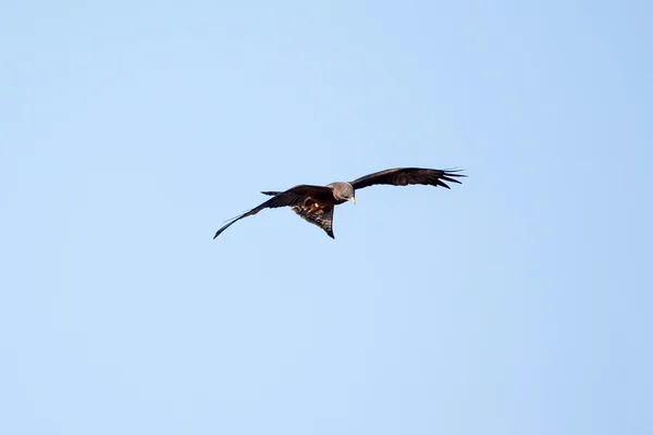 Kite Park chobe gwizdy — Zdjęcie stockowe