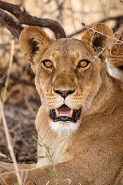 Kobieta lew w delta Okawango — Zdjęcie stockowe