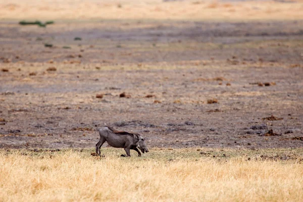 Warthog en el Delta del Okavango —  Fotos de Stock