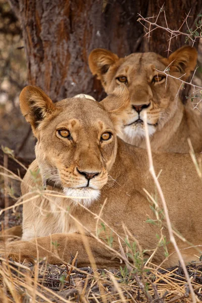 Lions Wearing Radio Collar — Stock Photo, Image