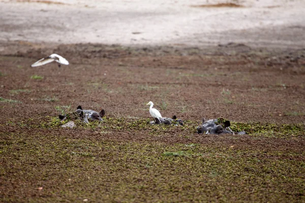 Hipopótamo en el Delta del Okavango — Foto de Stock