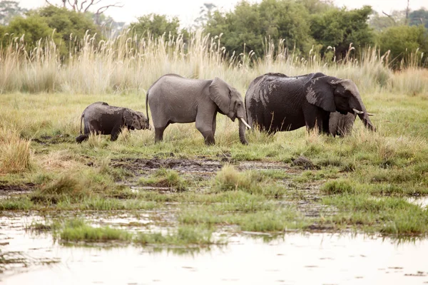 Elefantes africanos en el Delta del Okavango — Foto de Stock