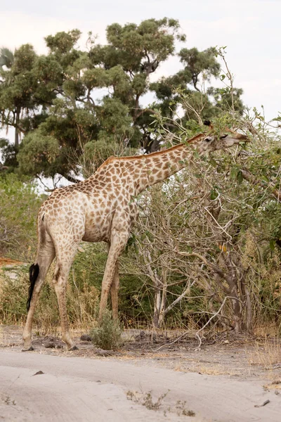 Žirafa v okavango delta — Stock fotografie