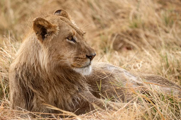 Lew w Delta Okawango — Zdjęcie stockowe