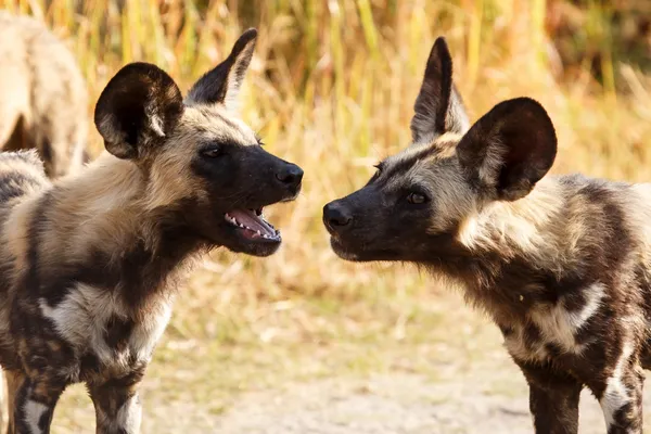 在奥卡万戈三角洲的野狗 — 图库照片