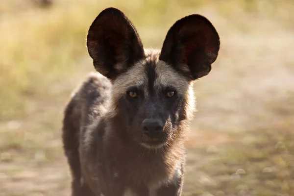 Wilde hond in Okavangodelta — Stockfoto