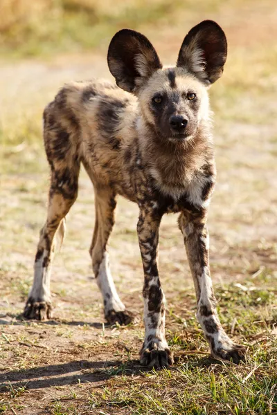 Wildhund im Okavango-Delta — Stockfoto