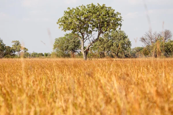 Okavango delta — Stockfoto