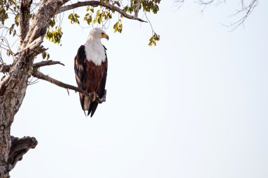 Afrika balık kartalı