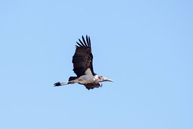 uçan potpurinin leylek