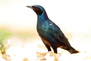 Meve longtailed sığırcık