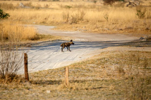 Wilde hond in Okavangodelta — Stockfoto