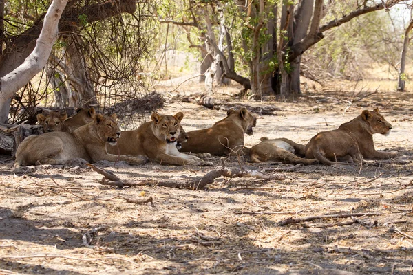 Lions au delta de l'Okavango — Photo