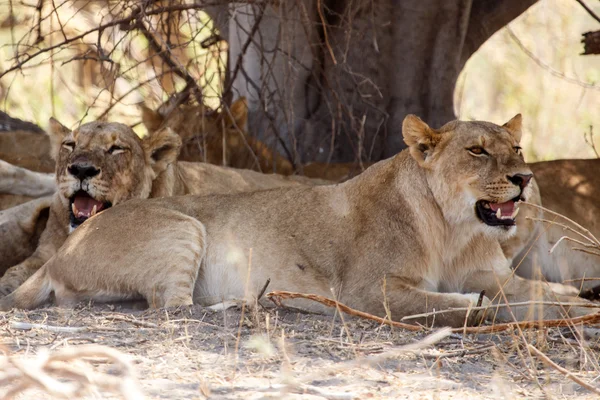Lions in Okavangodelta — Stockfoto