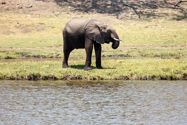 Olifant bij chobe rivier — Stockfoto