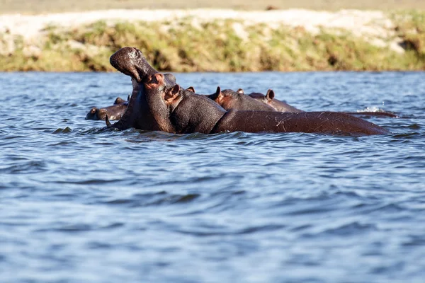 Hipopótamo en el río Chobe —  Fotos de Stock