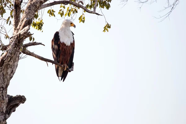Águila africana — Foto de Stock