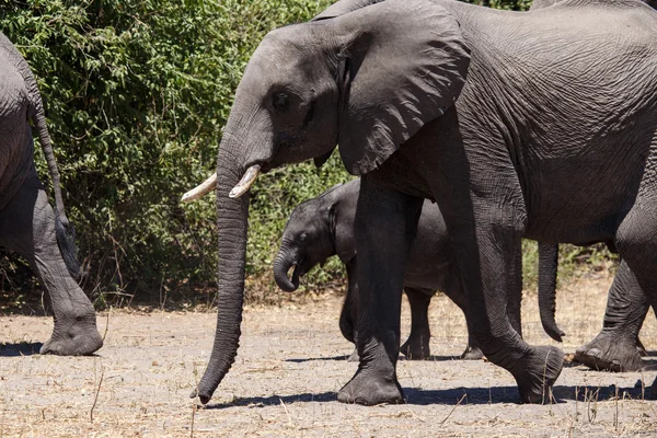 Olifanten in chobe national park — Stockfoto