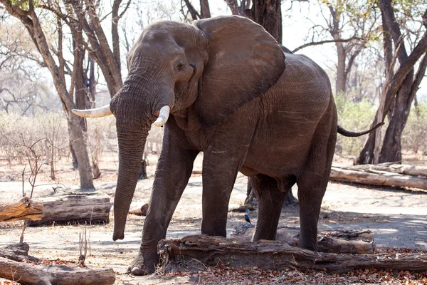 Elephant in Chobe National Park — Stock Photo, Image