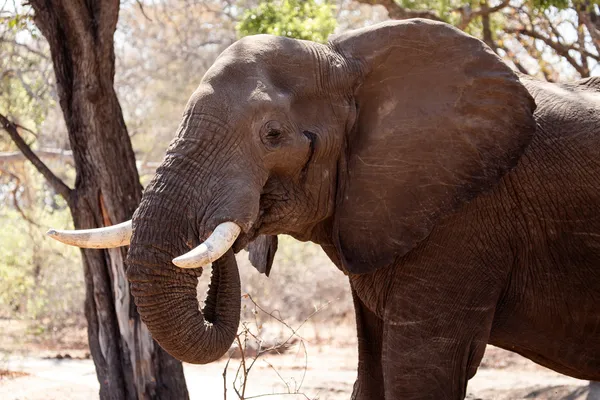 Olifant in chobe national park — Stockfoto