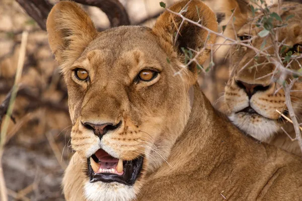 Female Lions at Okavango Delta — Stock Photo, Image