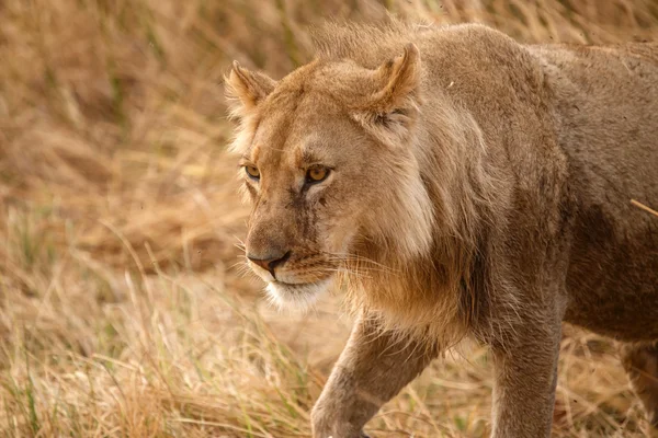 Lion at Okavango Delta — Stock Photo, Image