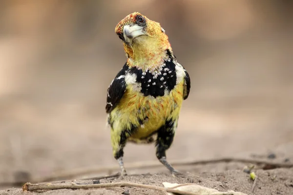 Pájaro de Barbet Crestado — Foto de Stock