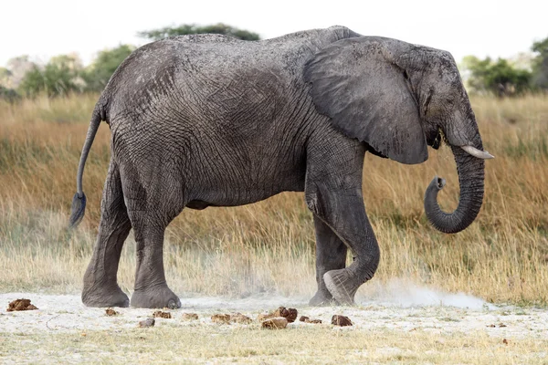 African Elephant in Okavango Delta — Stock Photo, Image