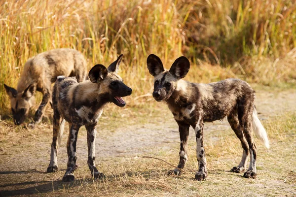Câini sălbatici în Delta Okavango — Fotografie, imagine de stoc