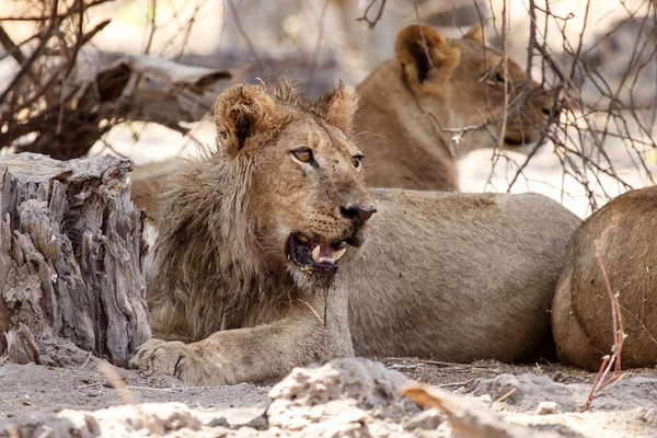 Lions at Okavango Delta — Stock Photo, Image
