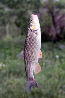 Avrupa Nehri kefal balık yakaladı