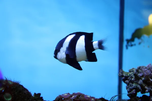 水族館の美しいエキゾチックな魚は — ストック写真