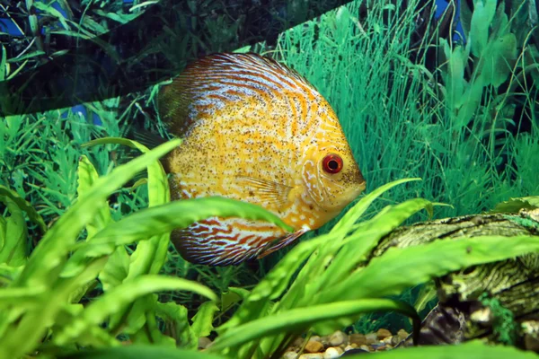 緑の植物と水槽のエキゾチックな魚 — ストック写真