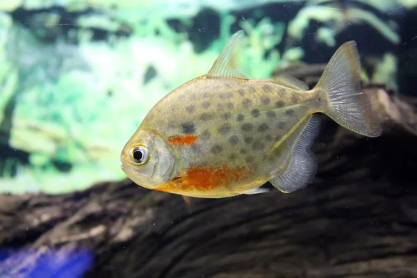 Enda fisk i en grön akvarium — Stockfoto