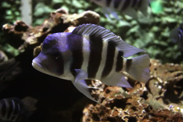 水で泳いでいる水族館エキゾチックな魚 — ストック写真