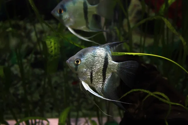 水族館のエキゾチックな魚 — ストック写真