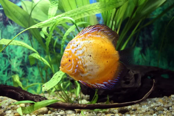 緑の植物と水槽の中のオレンジの円盤の魚 — ストック写真